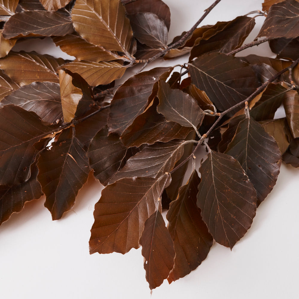 Copper Beech, (Fagus), Preserved, Brown, 150g