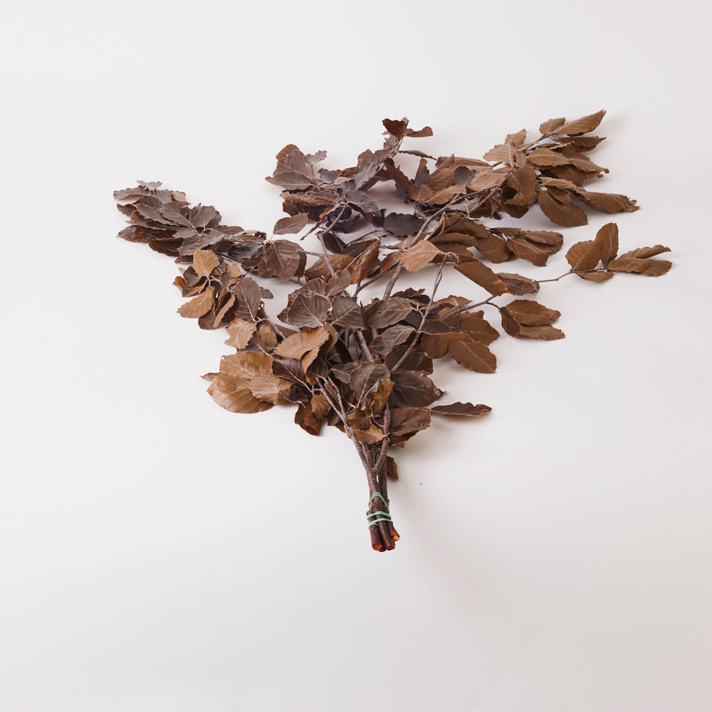 Copper Beech, (Fagus), Preserved, Brown, 150g