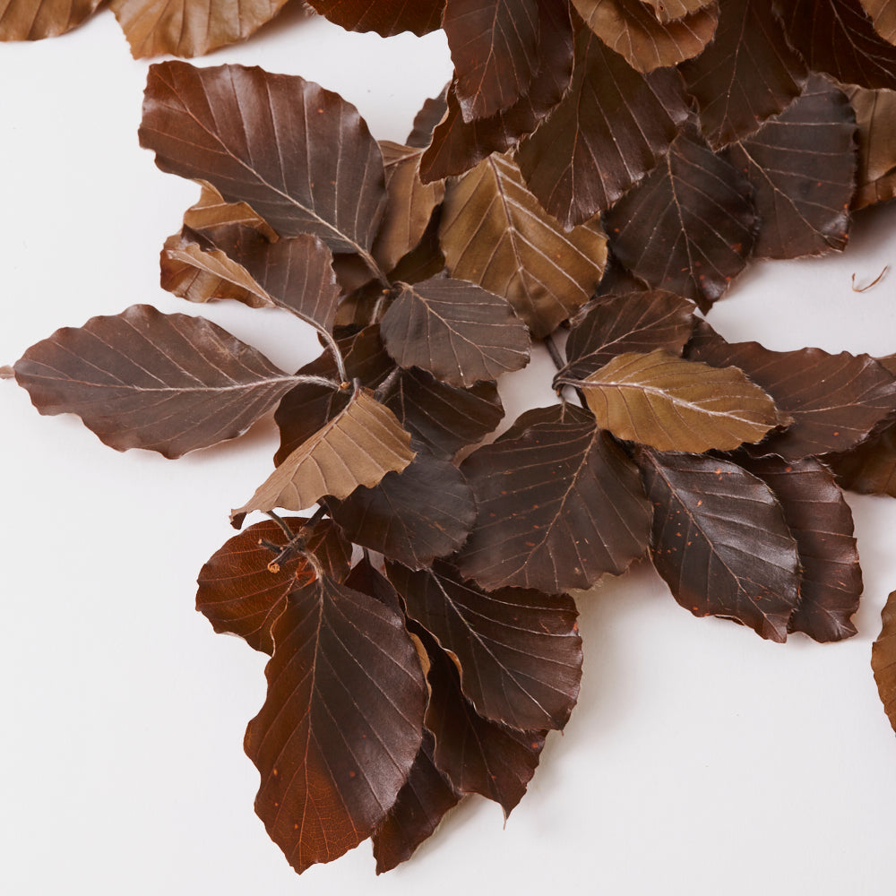 Copper Beech, (Fagus), Preserved, Brown, 150g
