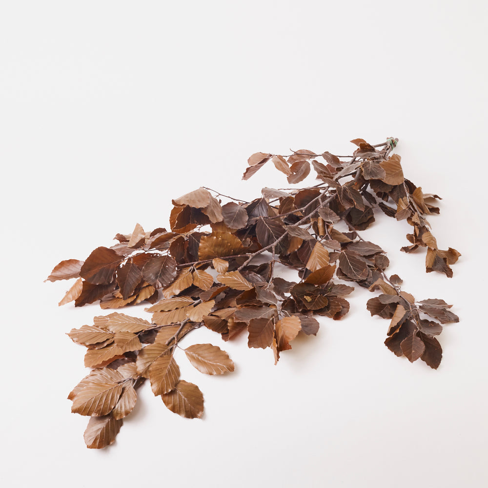 Copper Beech, (Fagus), Preserved, Brown, 150g