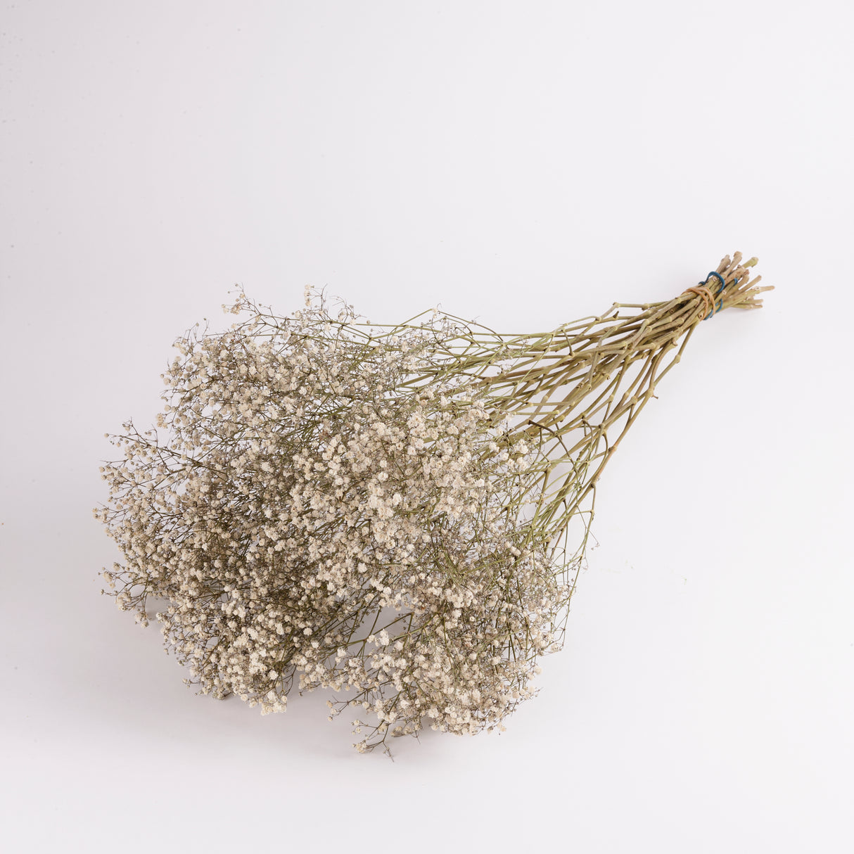 A large bunch of dried natural white gypsophila or babys breath