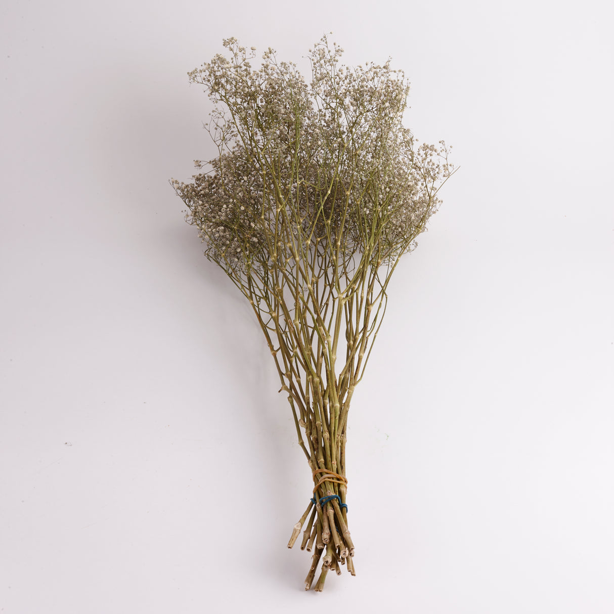 Gypsophila, Dried, Natural White, 25 Stem Bunch