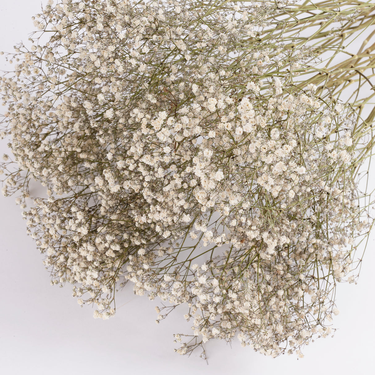 Gypsophila, Dried, Natural White, 25 Stem Bunch
