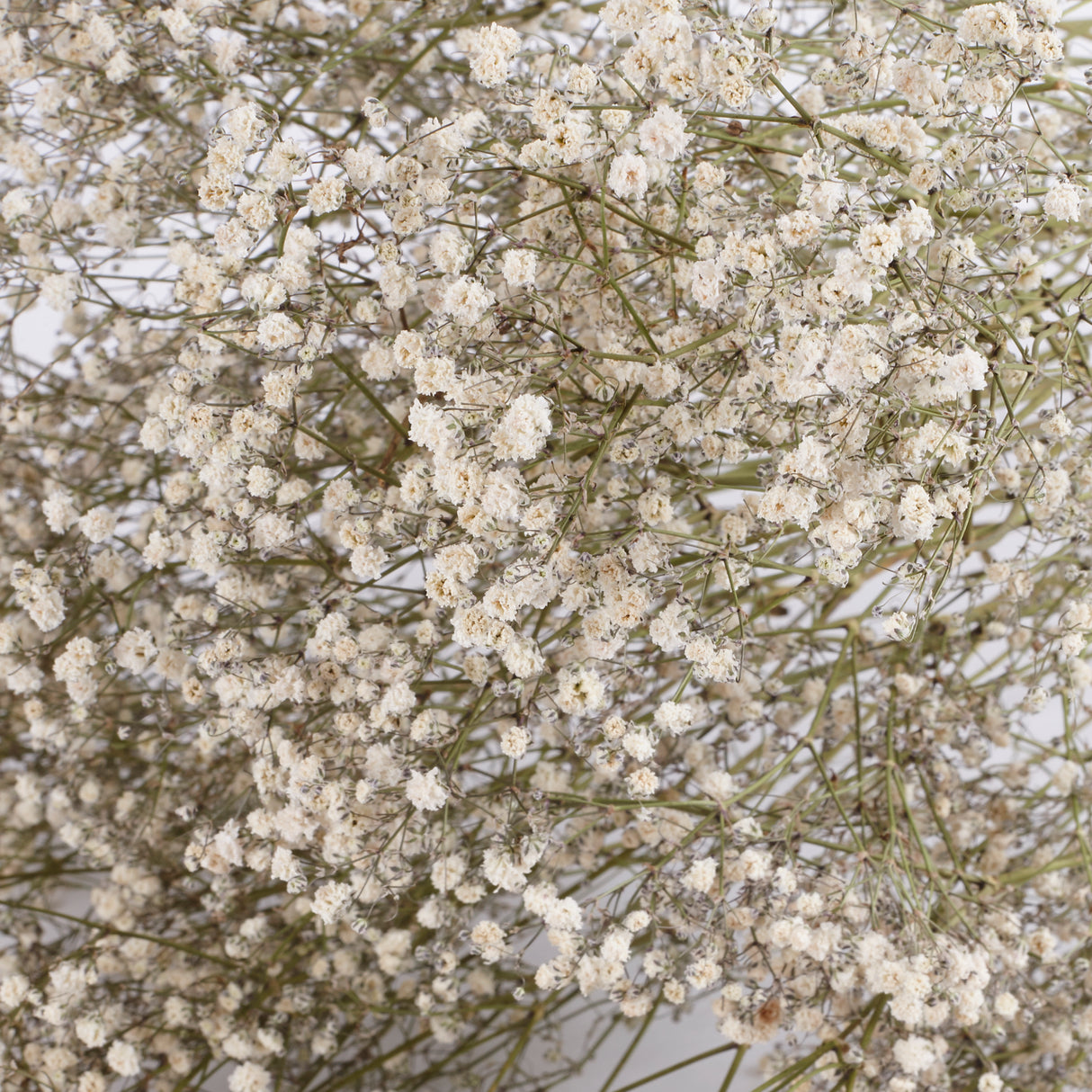 Gypsophila, Dried, Natural White, 25 Stem Bunch