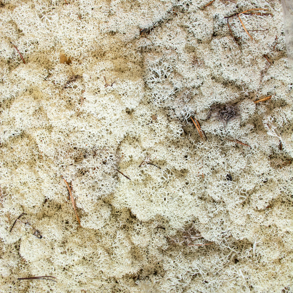 Reindeer Moss, Natural Green, Per 4KG