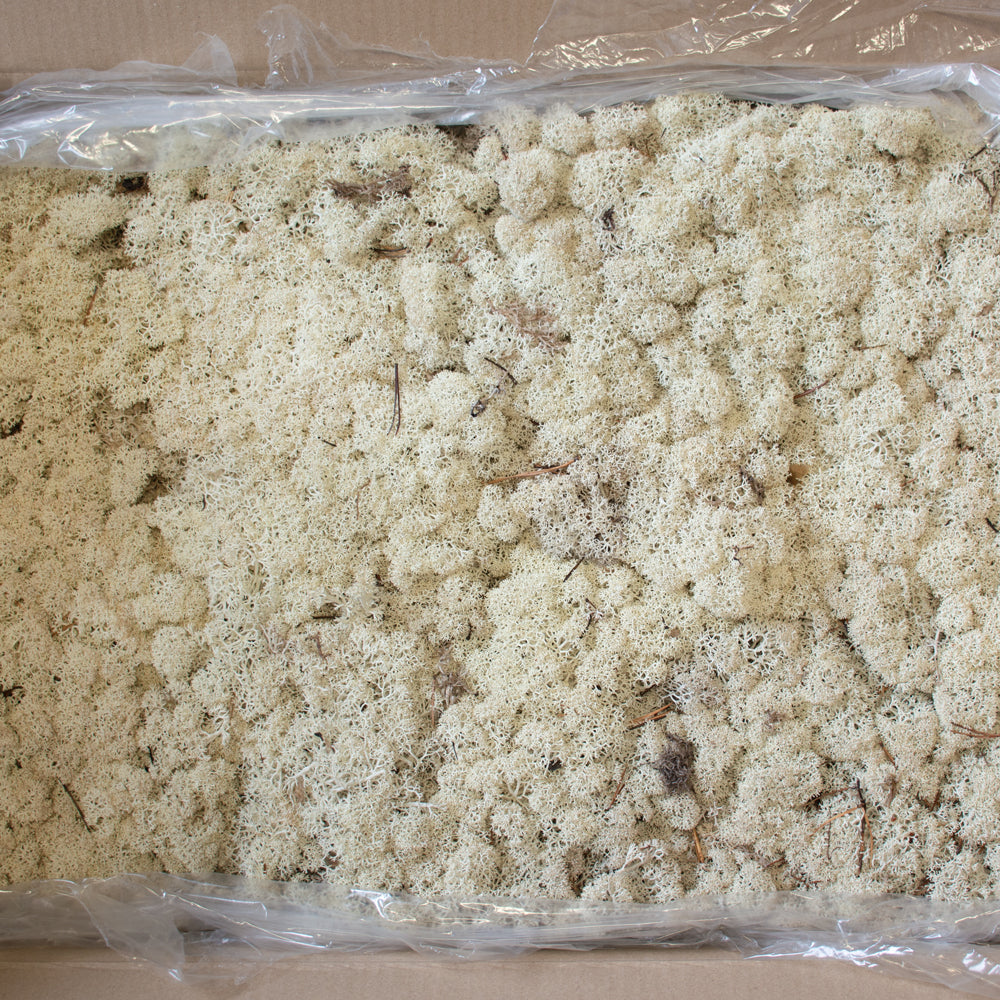 Reindeer Moss, Natural Green, Per 4KG