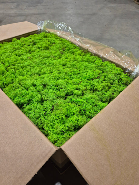 Reindeer (Icelandic) Moss, Preserved, Light Green, 5kg