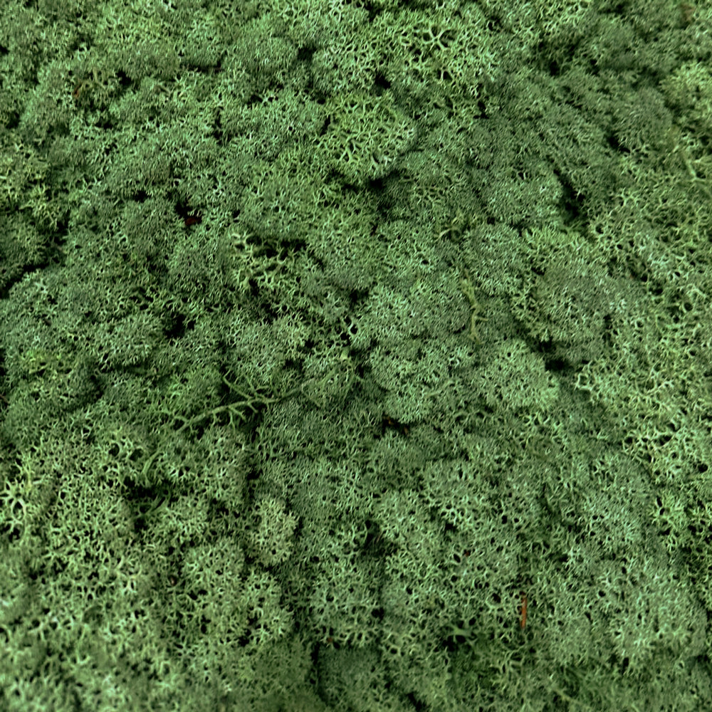 Reindeer Moss, Moss Green, 5kg Box