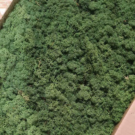 Reindeer Moss, Medium Green, 5kg Box