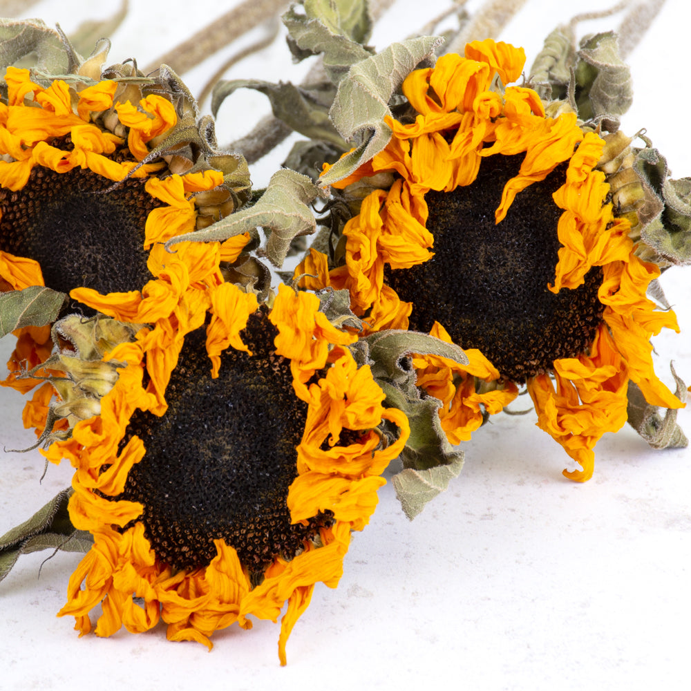 Close up of sunflowers, big black flower centres with curled up orange petals and green leaves