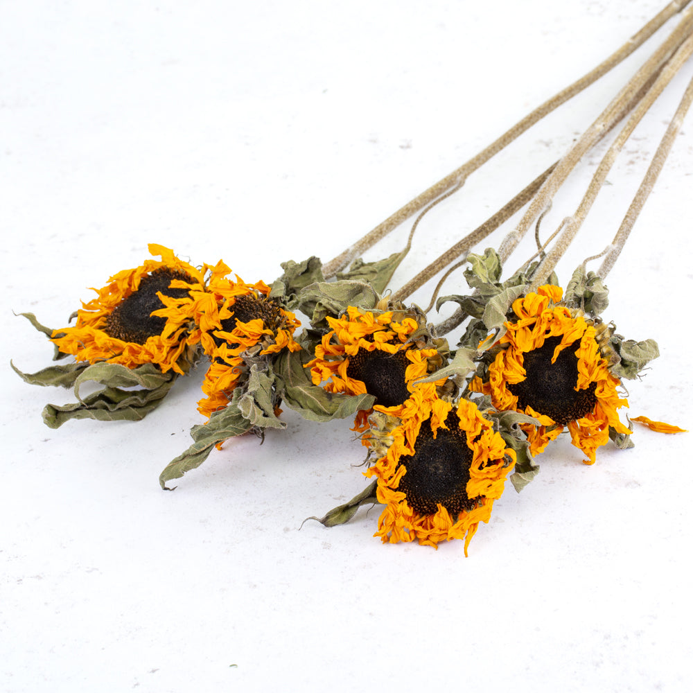 5 long stems of sunflowers, big black flower centres with curled up orange petals and green leaves
