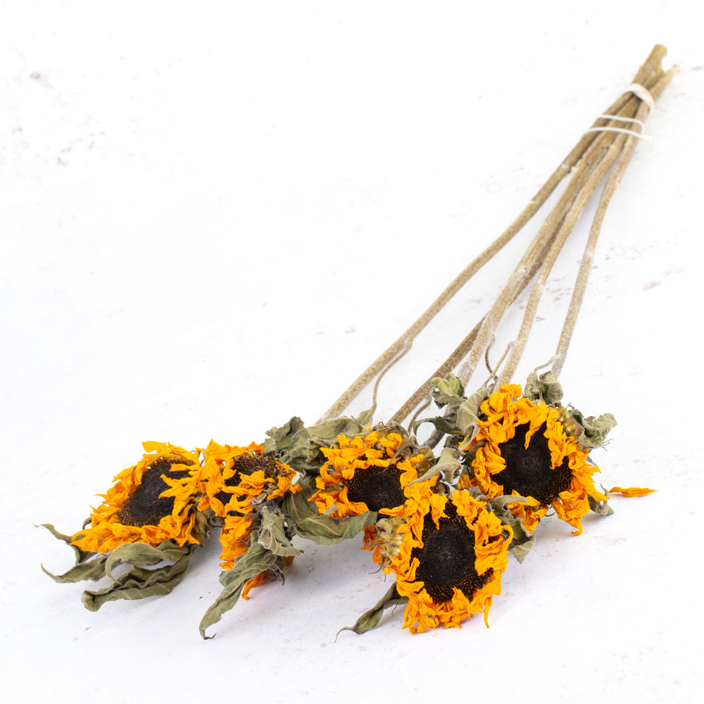 5 long stems of sunflowers, big black flower centres with curled up orange petals and green leaves