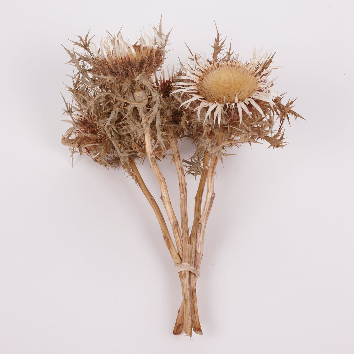 Italian Silver Thistle, Large, Natural White, 5 Stem Bunch