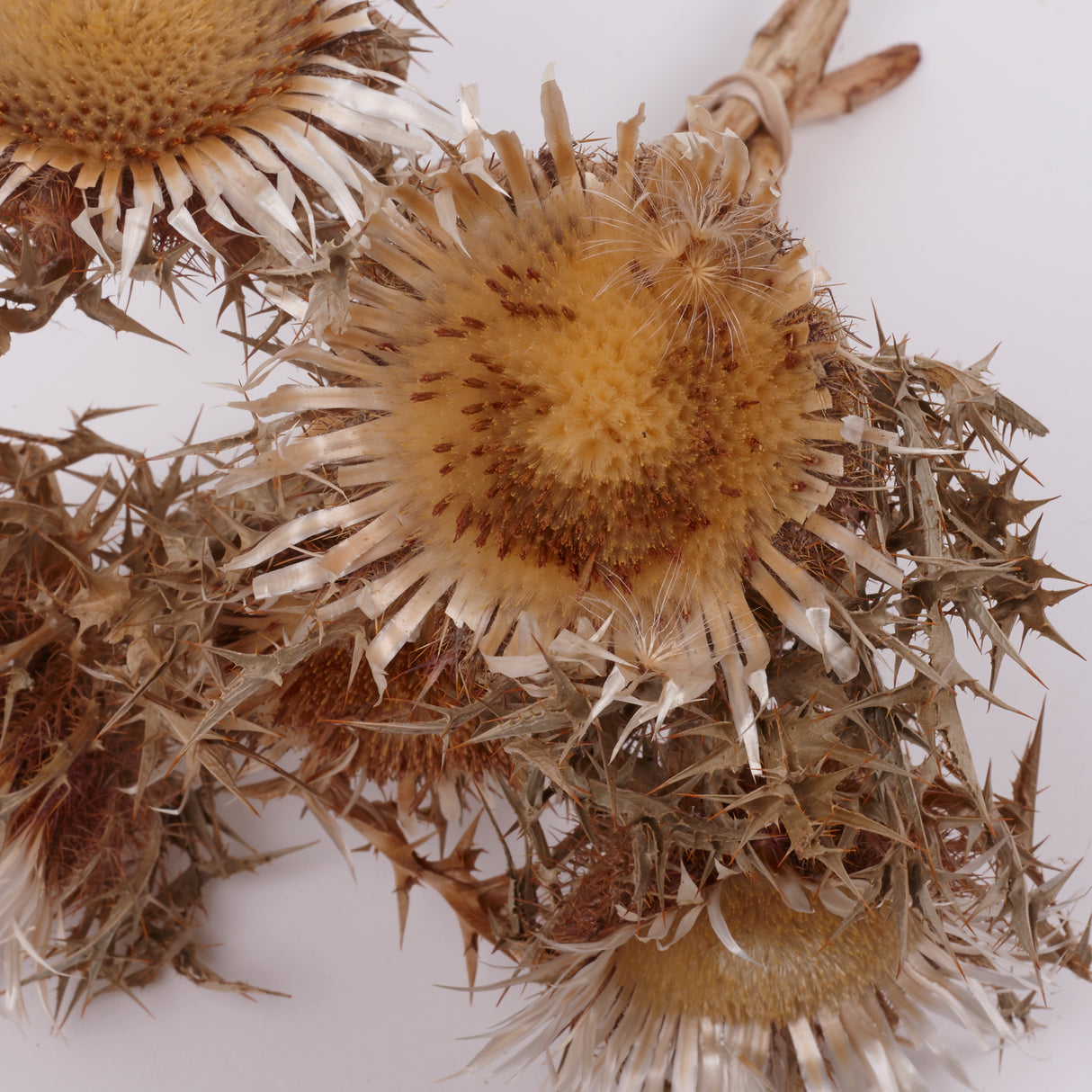 Italian Silver Thistle, Large, Natural White, 5 Stem Bunch