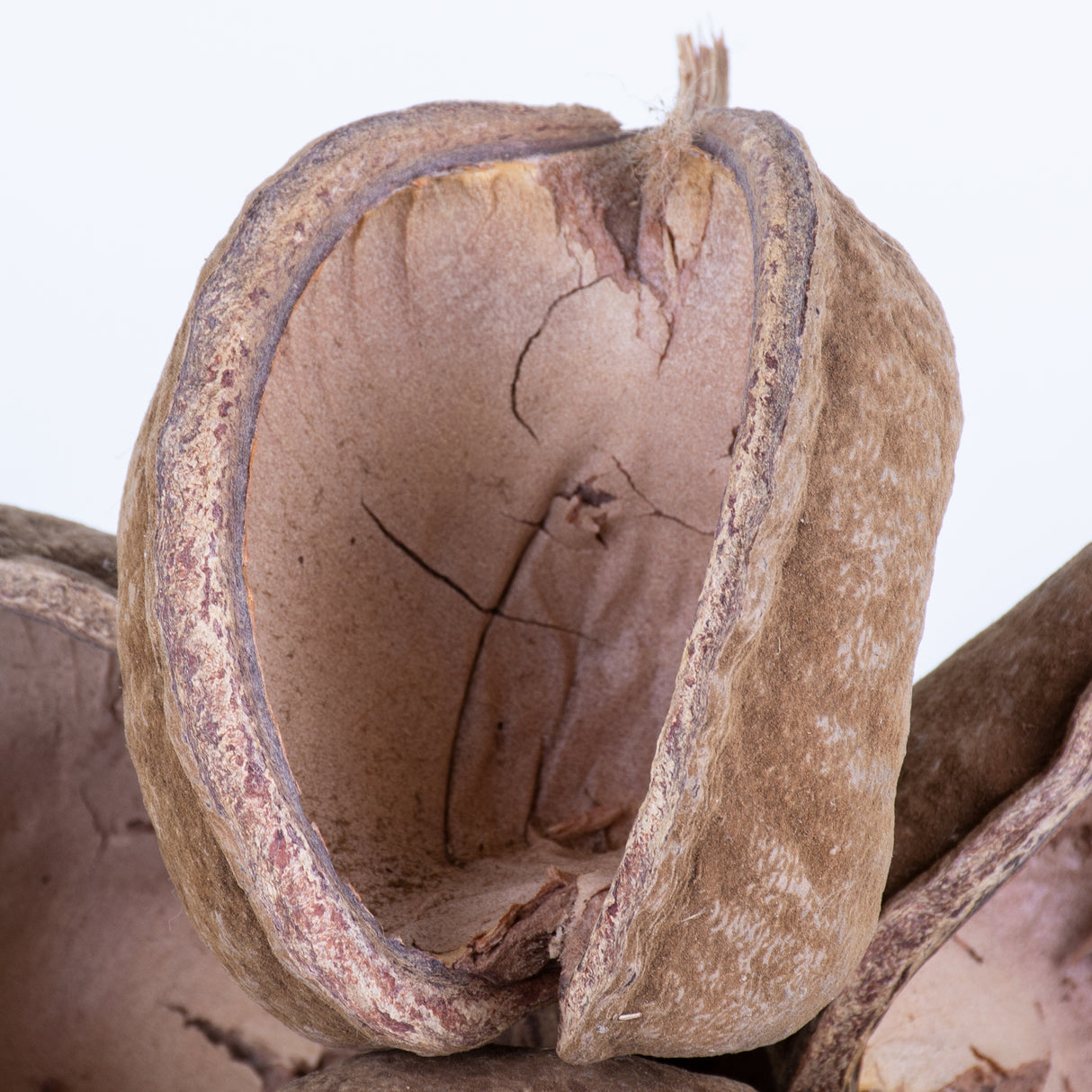 This image shows a group of 10 Buddha nuts against a white background