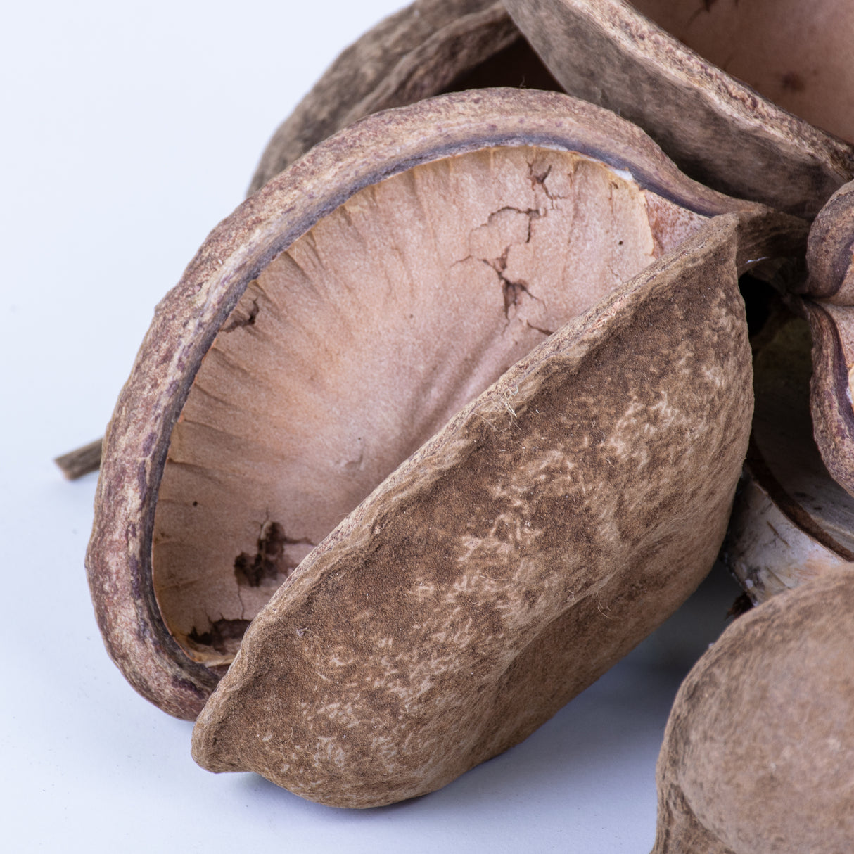 This image shows a group of 10 Buddha nuts against a white background