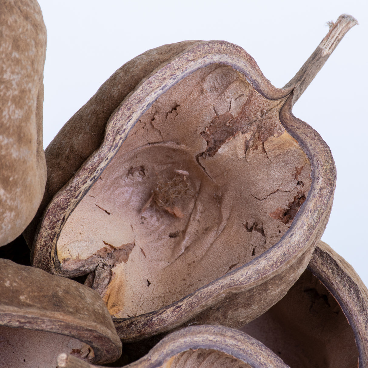 This image shows a group of 10 Buddha nuts against a white background