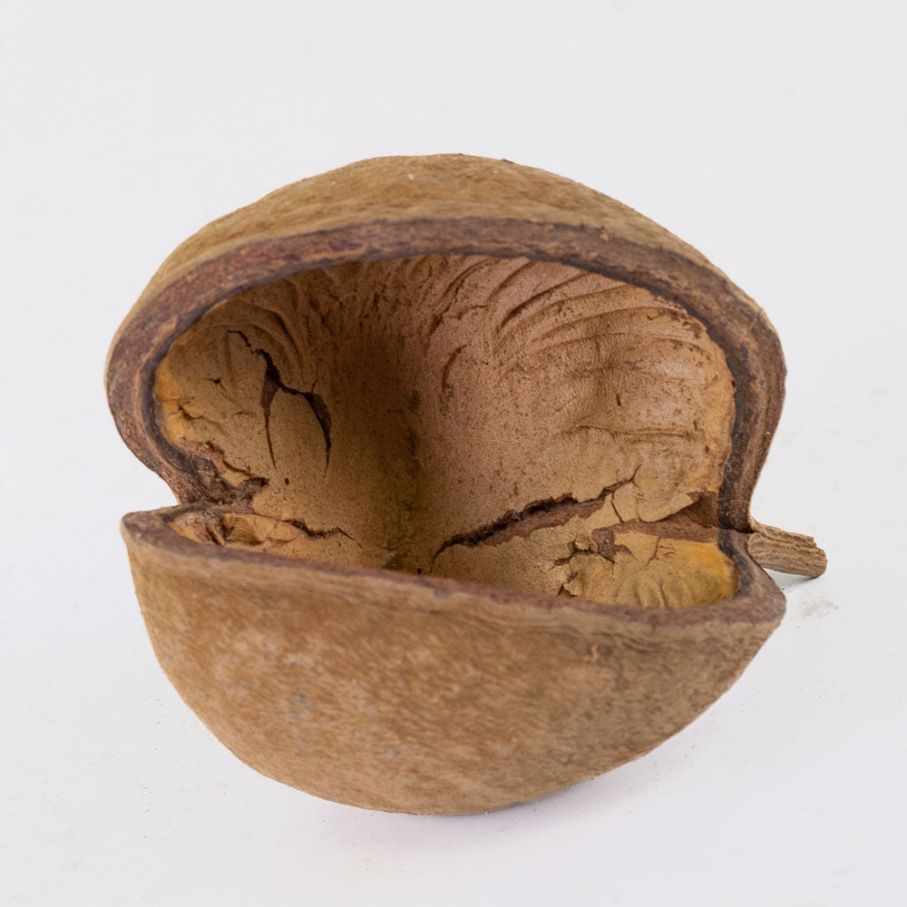 Buddha Nut, Natural, 8-12cm, Bag of 15