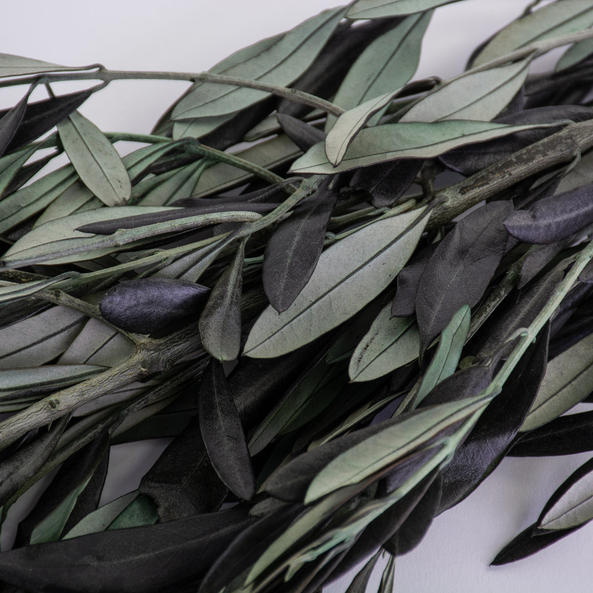 This image shows a bunch of preserved green olive branches against a white background