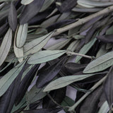 This image shows a bunch of preserved green olive branches against a white background