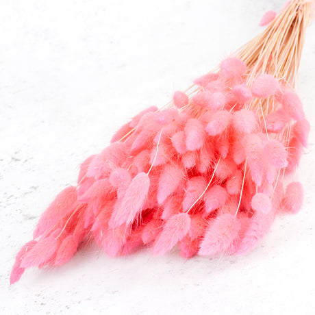 Lagurus, Pastel Pink, 65cm Bunch