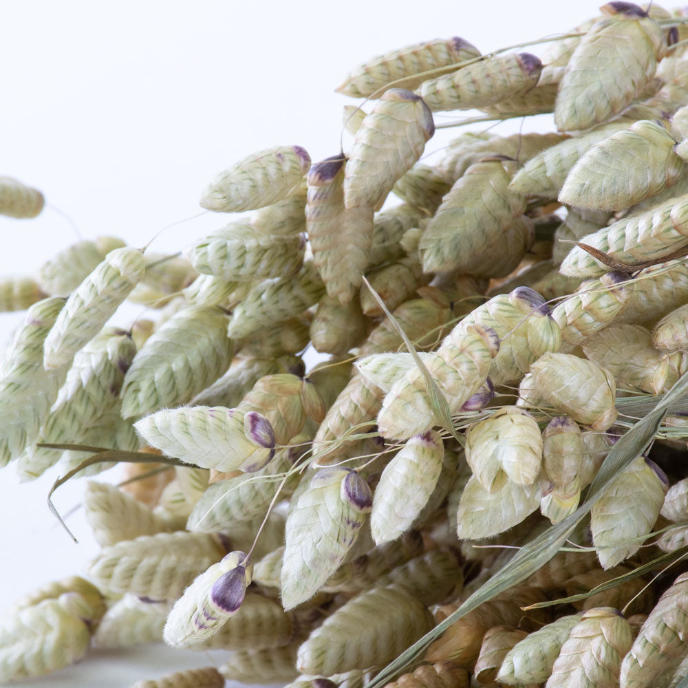 a bunch of naturally coloured, green briza grass against a white background