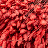 This image shows a bunch of red Briza Maxima against a white background