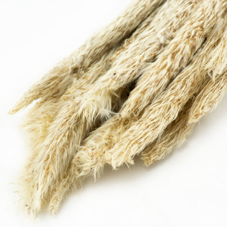 This image shows a bunch of 20 mini pampas stems, in their natural beige colour, against a white background