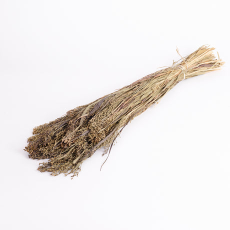 Natural and Dried Panicum Grass.  Image shows a bunch