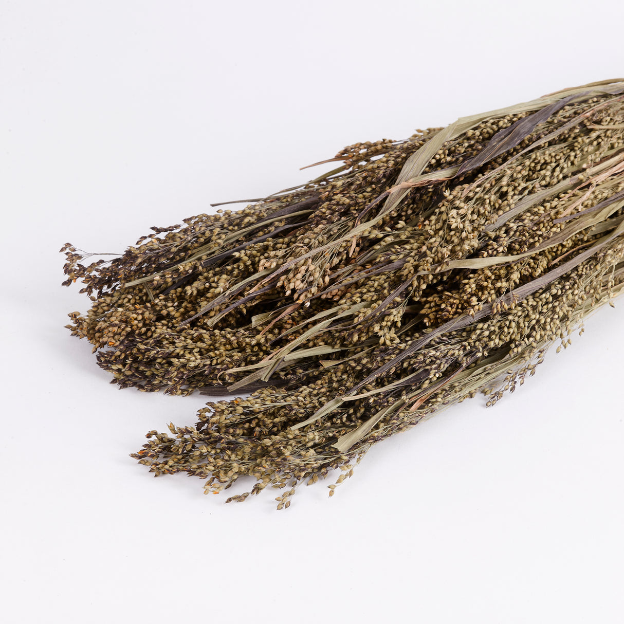 Panicum Grass, Natural Green, Bunch