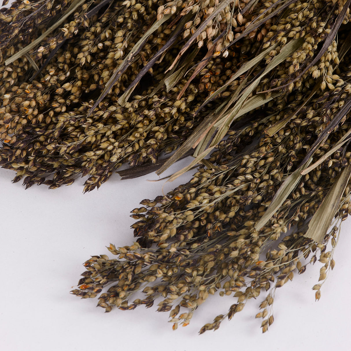 Close up of the stems of Natural and Dried Panicum Grass