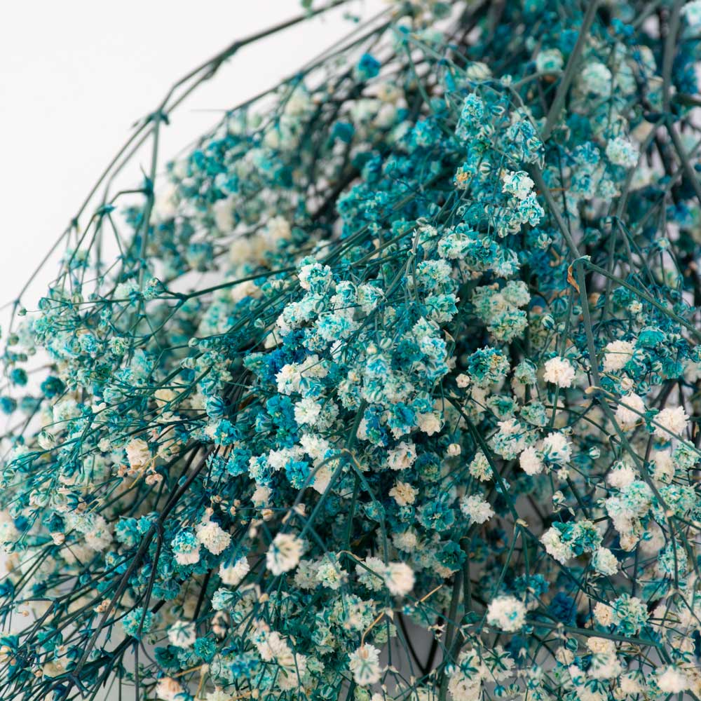 A Bunch of Preserved, Aquamarine and white coloured Gypsophila