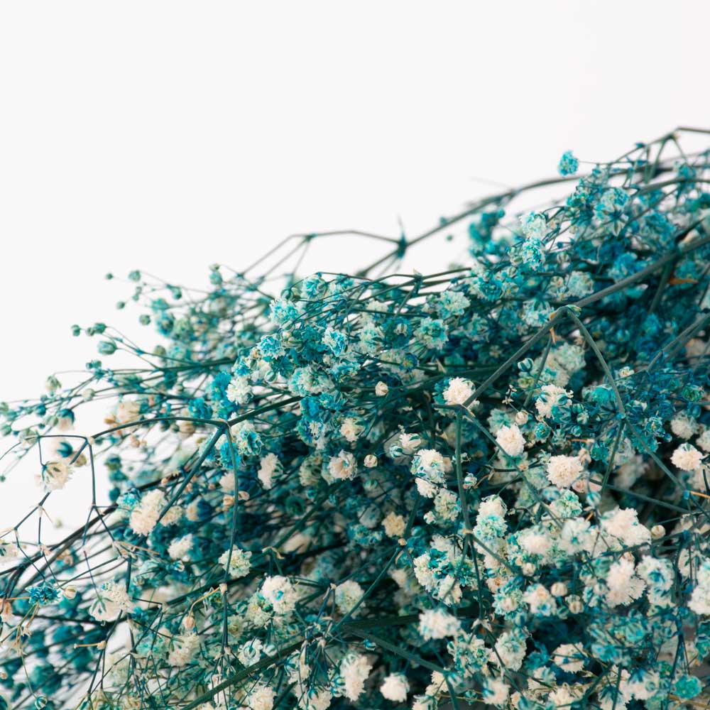 Gypsophila, Preserved, Aquamarine, Bunch against a white background