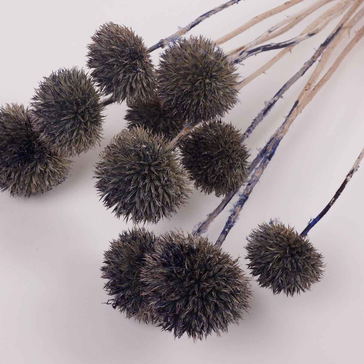 Echinops, large, Dried & Painted Blue, Bunch