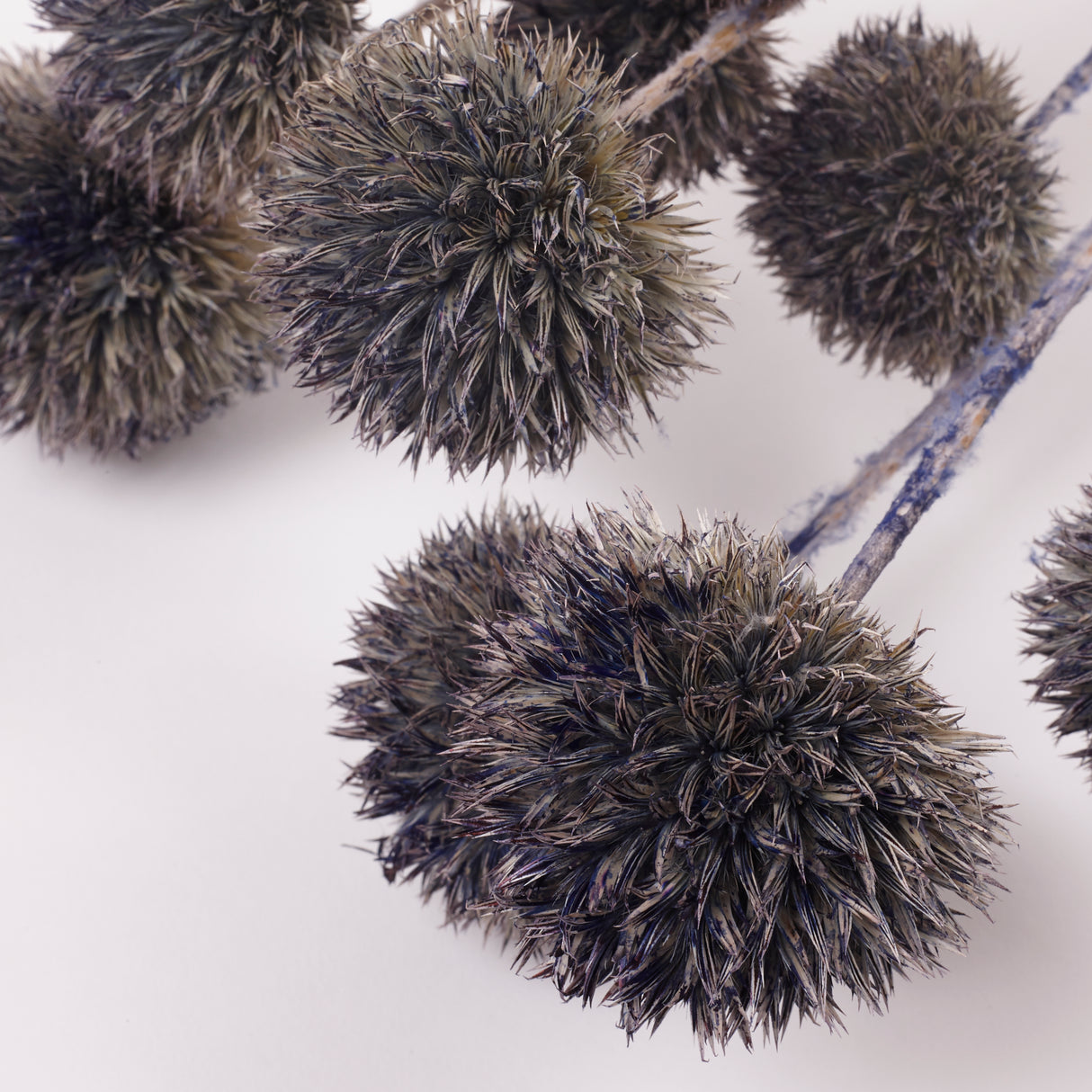 Echinops, large, Dried & Painted Blue, Bunch
