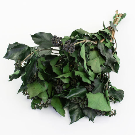 This image shows a bunch of rich green coloured ivy stems, against a white background