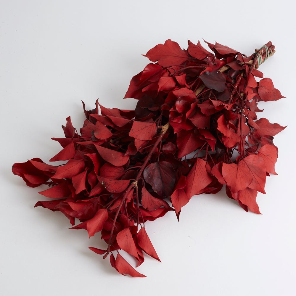 Ivy, Preserved, Red, 150g Bunch
