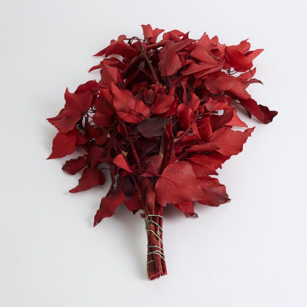 Ivy, Preserved, Red, 150g Bunch