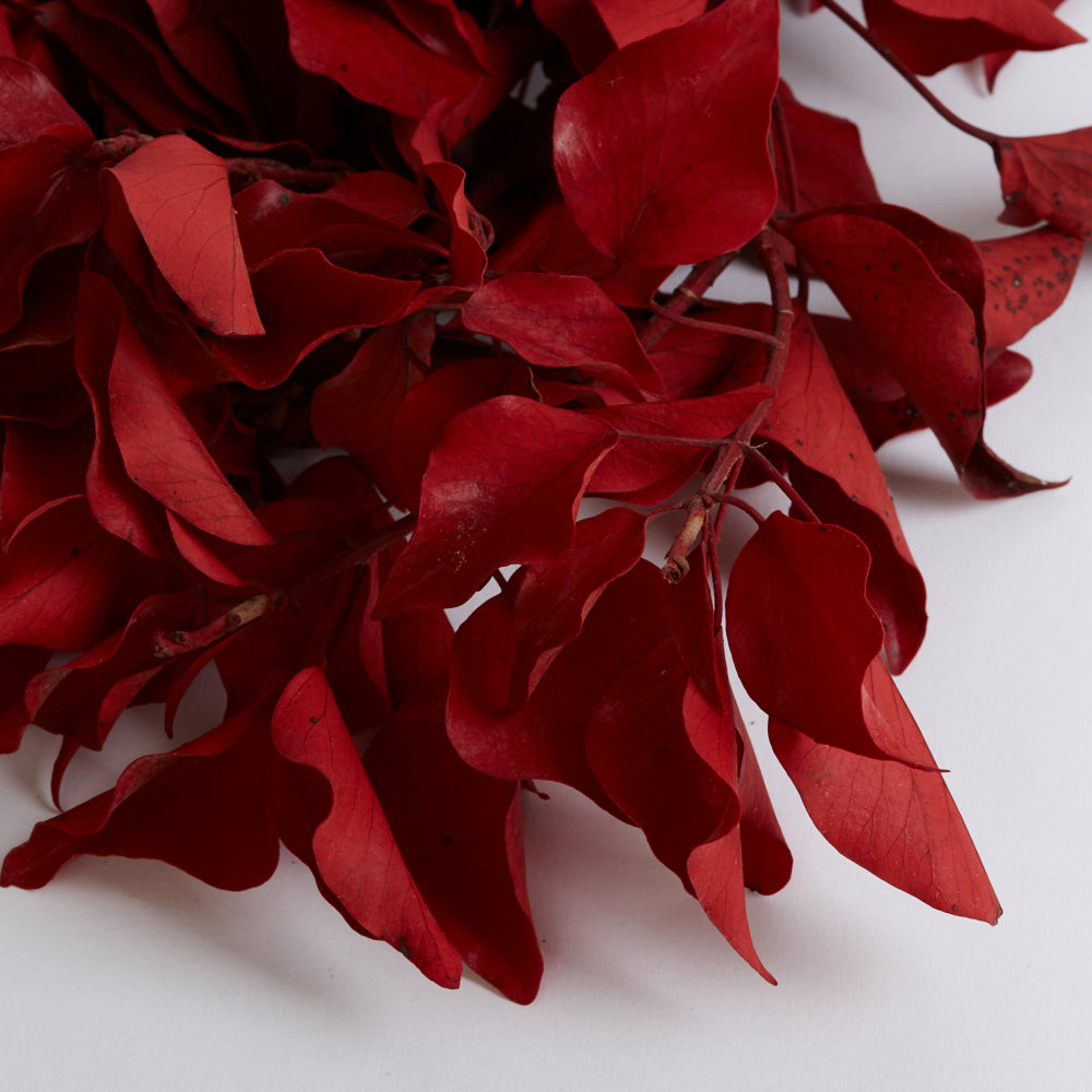 Ivy, Preserved, Red, 150g Bunch