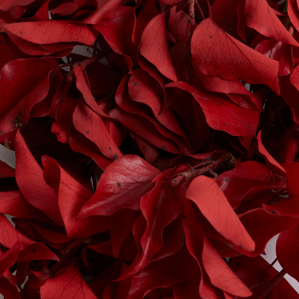 Ivy, Preserved, Red, 150g Bunch