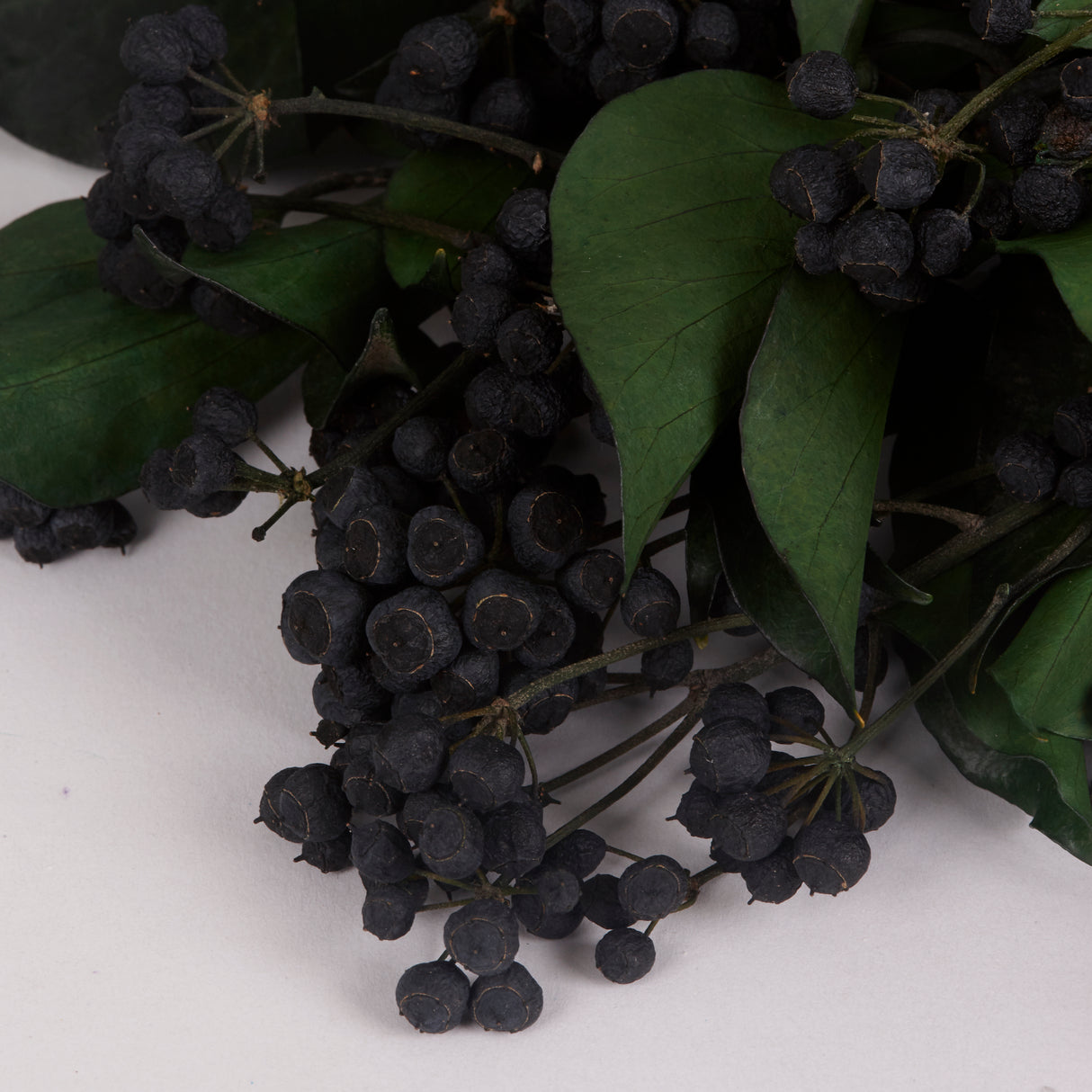 Ivy, Preserved, Green with Berries, 150g Bunch