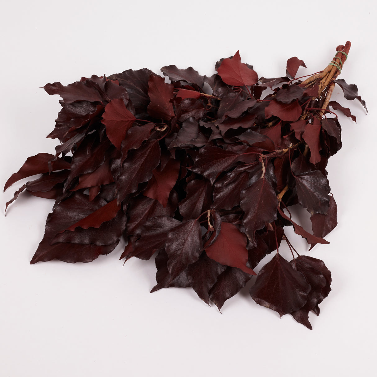 Ivy, Preserved, Burgundy, 150g Bunch