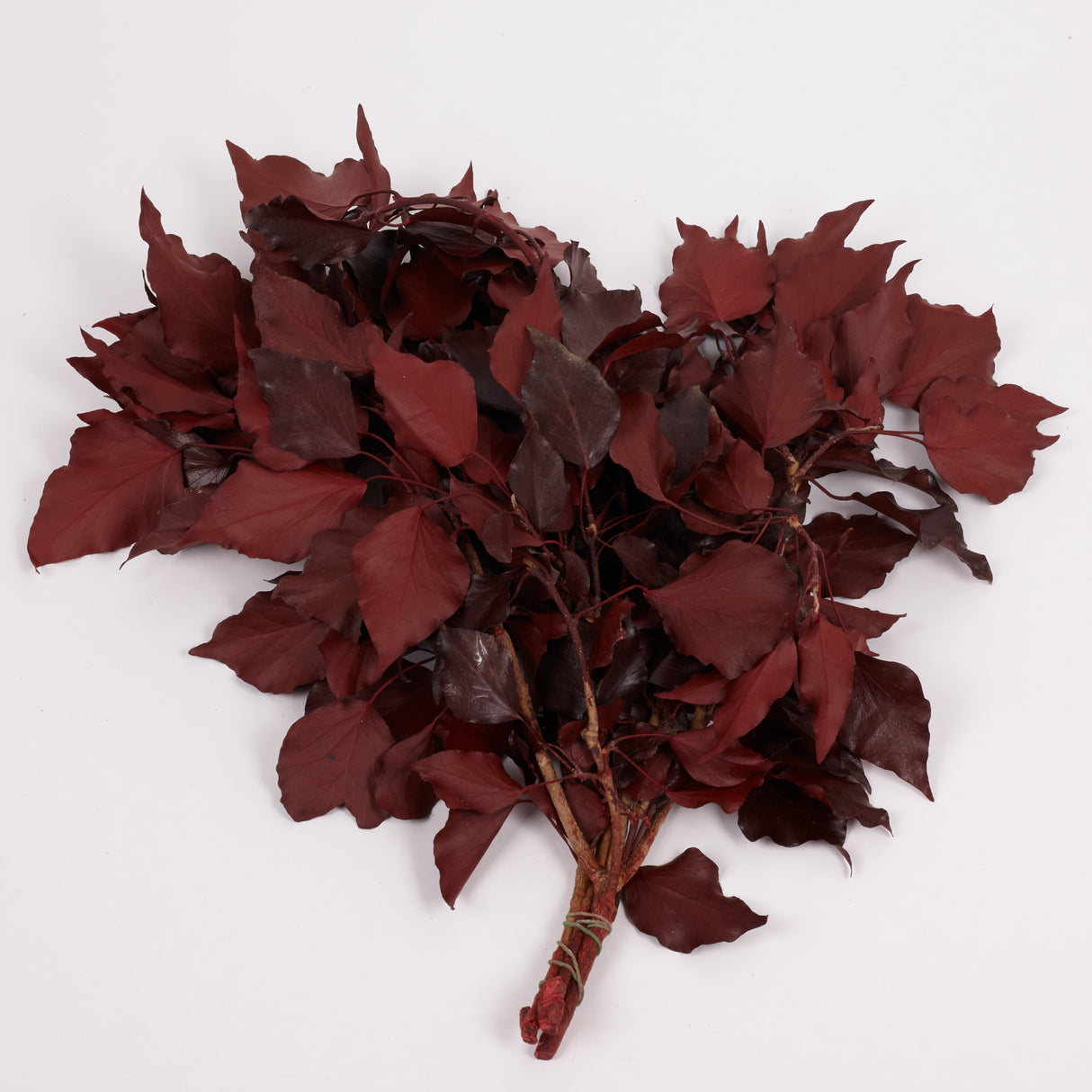 Ivy, Preserved, Burgundy, 150g Bunch