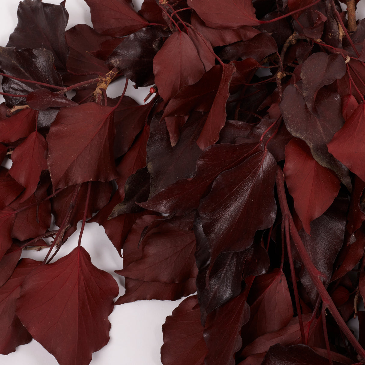 Ivy, Preserved, Burgundy, 150g Bunch