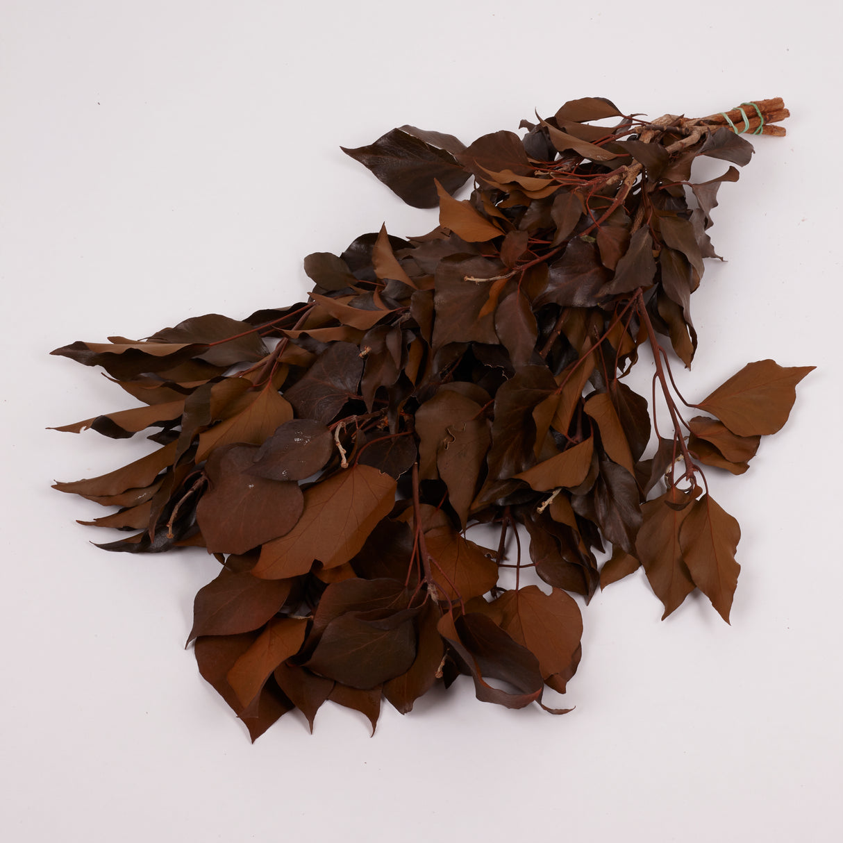 Ivy, Preserved, Tobacco, 150g Bunch