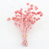 Strawberry Thistle, Antique Pink, 100g Bunch