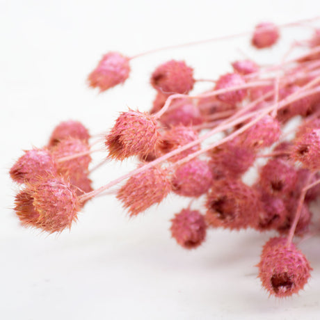 Strawberry Thistle, Antique Pink, 100g Bunch