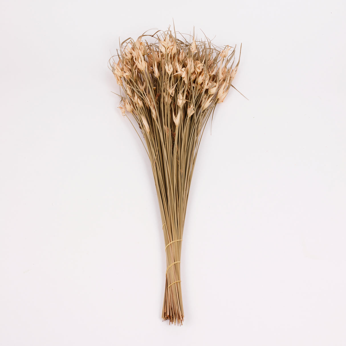 Tulip Star, Dried, Natural, Bunch