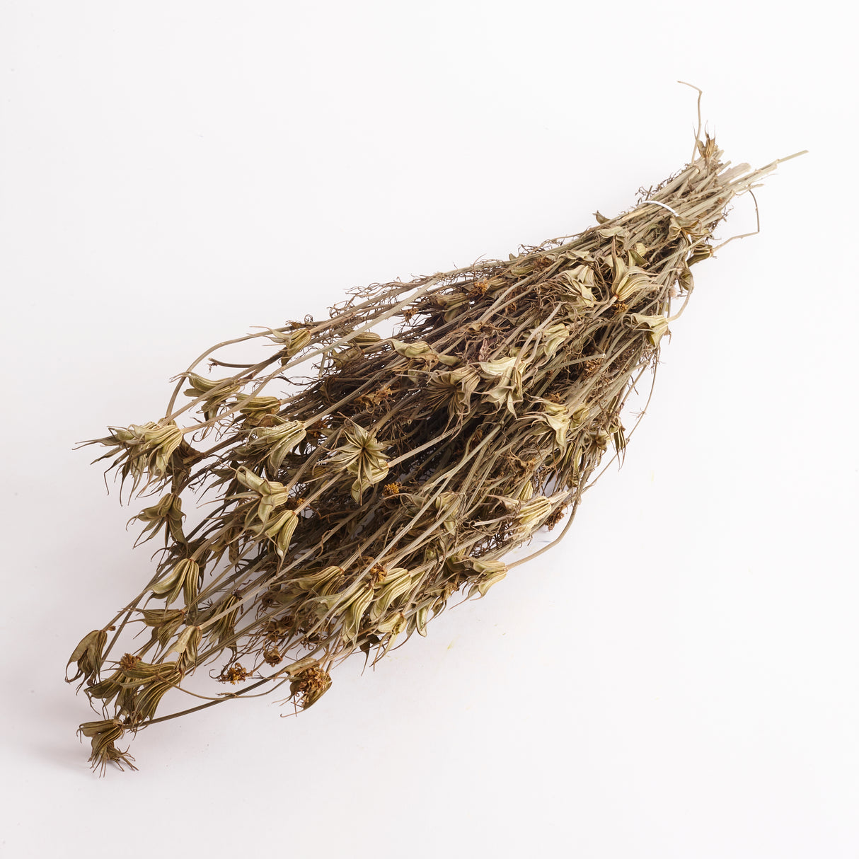 Nigella orientalis, Dried, Natural