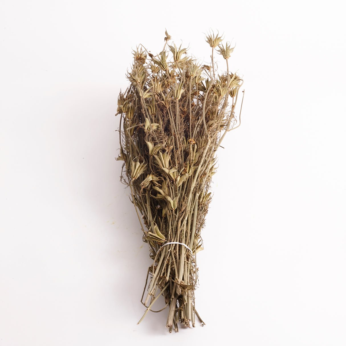 Nigella orientalis, Dried, Natural